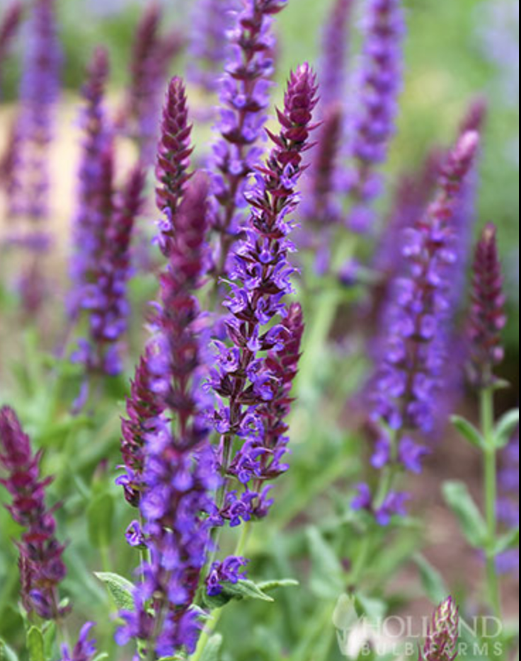 Custom Order for Dan