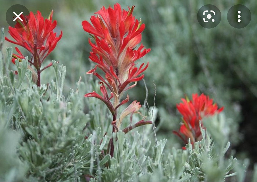 Custom Order For Veronica