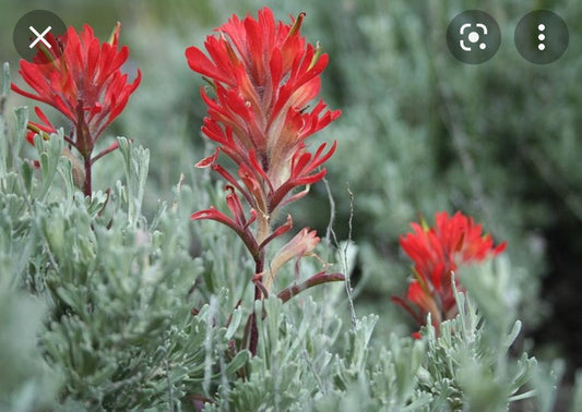 Custom Order For Veronica