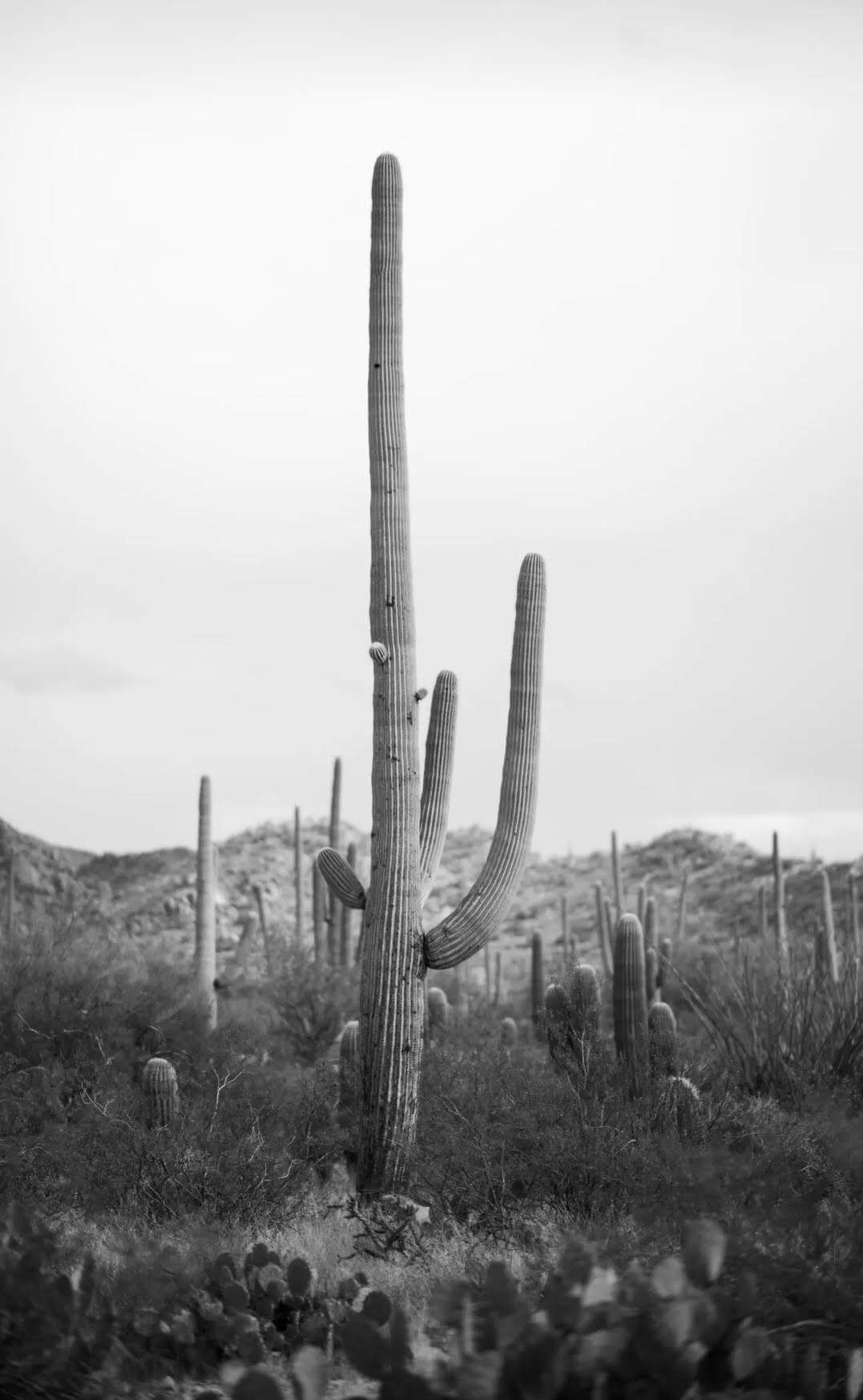 Custom Order for Cade